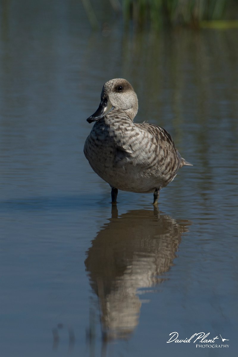 DPPhotography - Mallorca - Marbled duck - V.jpg - Marbled duck - s'Albufera, Mallorca