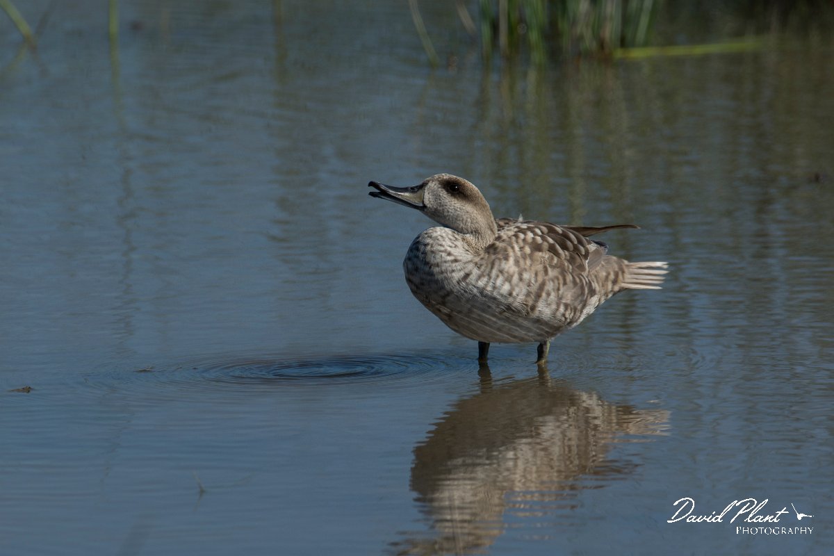 DPPhotography - Mallorca - Marbled duck - W.jpg - Marbled duck - s'Albufera, Mallorca