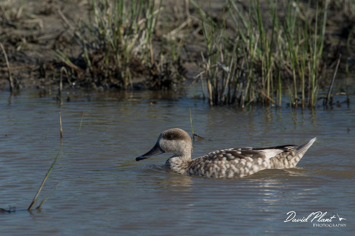 DPPhotography - Mallorca - Marbled duck - X.jpg - Marbled duck - s'Albufera, Mallorca