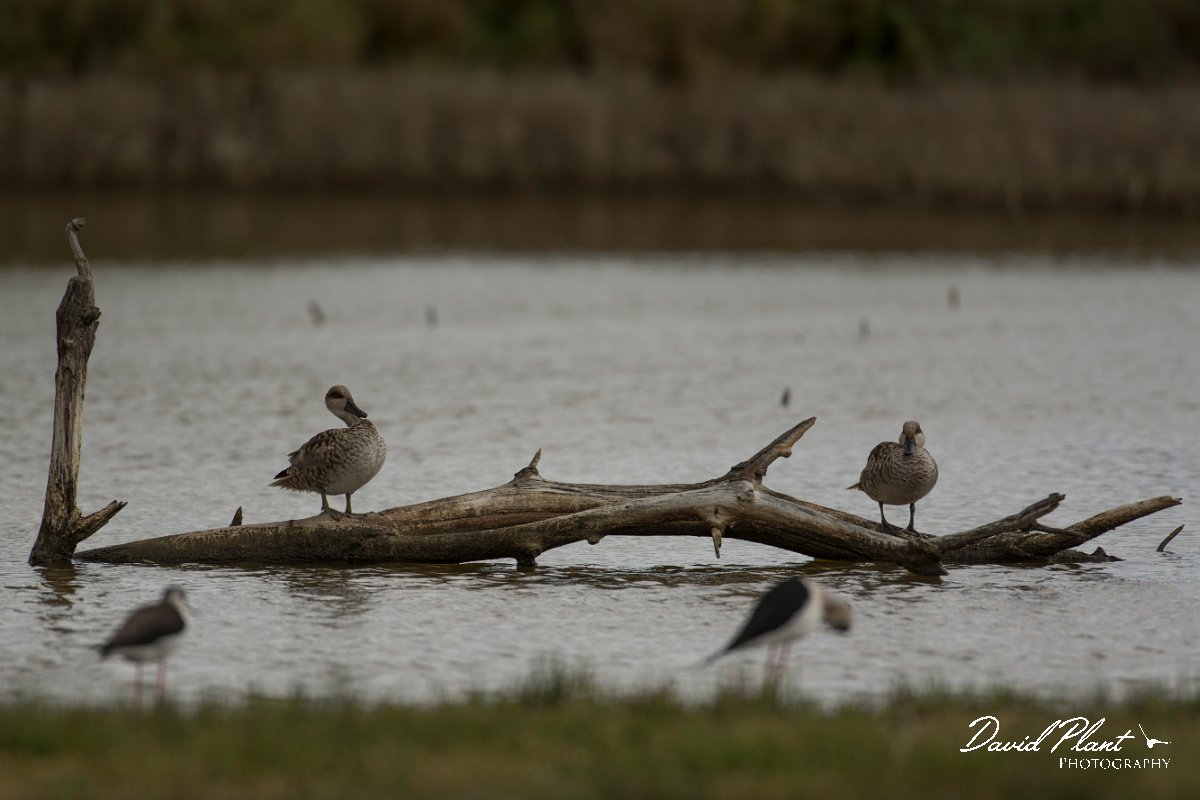 DPPhotography - Mallorca - Marbled duck - Y.jpg - Marbled duck - s'Albufera, Mallorca