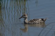 DPPhotography - Mallorca - Marbled duck - B
