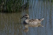 DPPhotography - Mallorca - Marbled duck - C