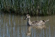 DPPhotography - Mallorca - Marbled duck - D
