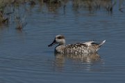 DPPhotography - Mallorca - Marbled duck - E