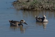 DPPhotography - Mallorca - Marbled duck - F