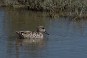 DPPhotography - Mallorca - Marbled duck - G