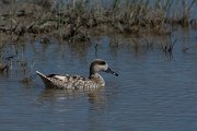 DPPhotography - Mallorca - Marbled duck - H
