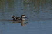 DPPhotography - Mallorca - Marbled duck - I