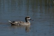 DPPhotography - Mallorca - Marbled duck - J