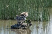 DPPhotography - Mallorca - Marbled duck - K