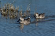 DPPhotography - Mallorca - Marbled duck - L