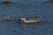 DPPhotography - Mallorca - Marbled duck - M