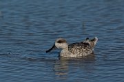 DPPhotography - Mallorca - Marbled duck - N