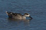 DPPhotography - Mallorca - Marbled duck - O