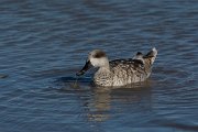 DPPhotography - Mallorca - Marbled duck - P