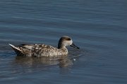 DPPhotography - Mallorca - Marbled duck - R