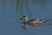 DPPhotography - Mallorca - Marbled duck - S