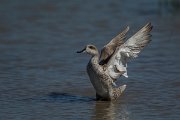 DPPhotography - Mallorca - Marbled duck - T