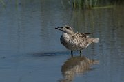 DPPhotography - Mallorca - Marbled duck - W