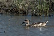 DPPhotography - Mallorca - Marbled duck - X