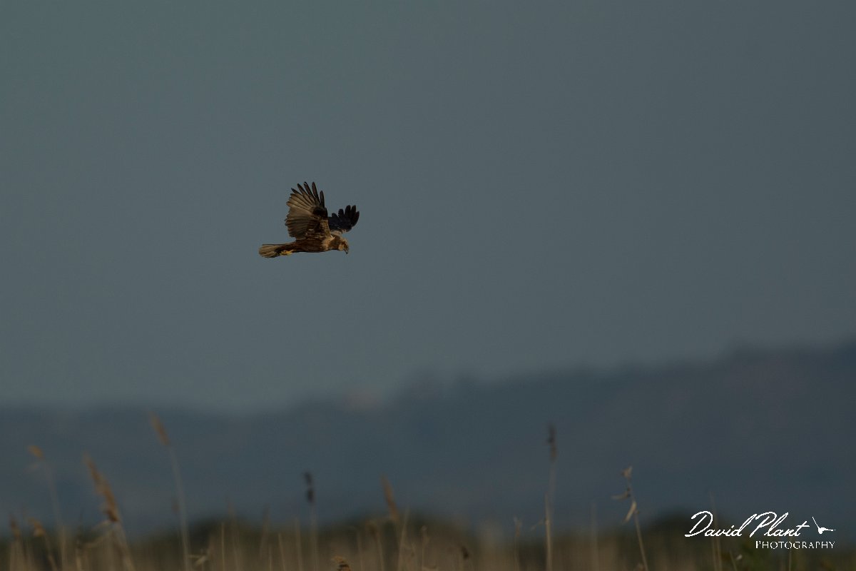 DPPhotography - Mallorca - Marsh harrier - A.jpg - Marsh harrier - s'Albufera, Mallorca