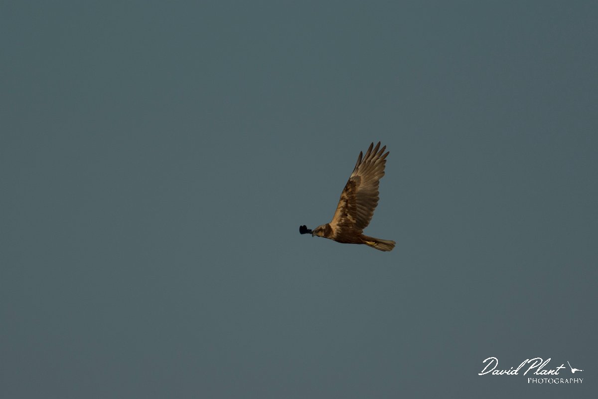 DPPhotography - Mallorca - Marsh harrier - B.jpg - Marsh harrier - s'Albufera, Mallorca