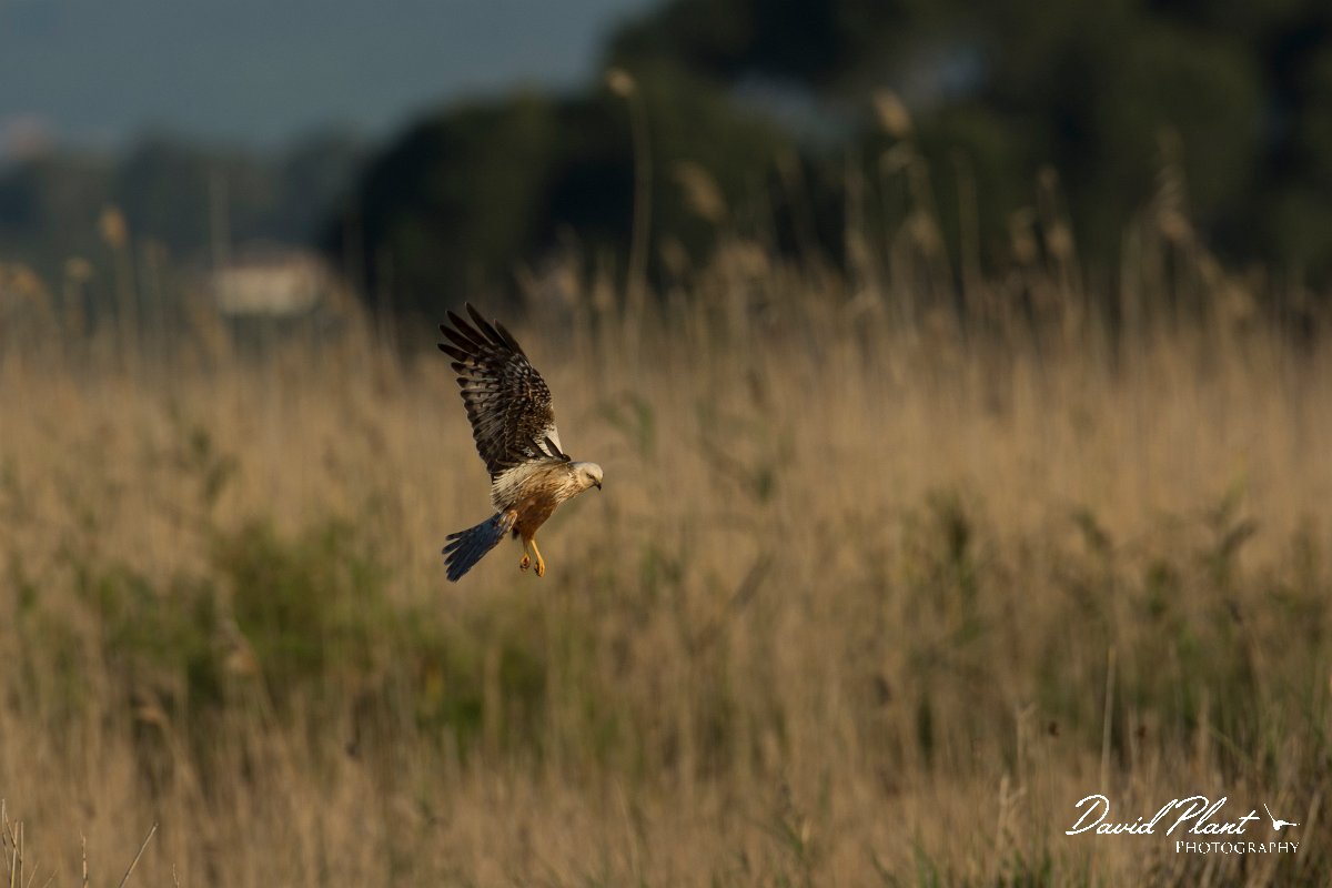 DPPhotography - Mallorca - Marsh harrier - D.jpg - Marsh harrier - s'Albufera, Mallorca