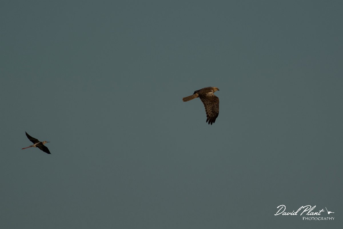 DPPhotography - Mallorca - Marsh harrier - G.jpg - Marsh harrier - s'Albufera, Mallorca