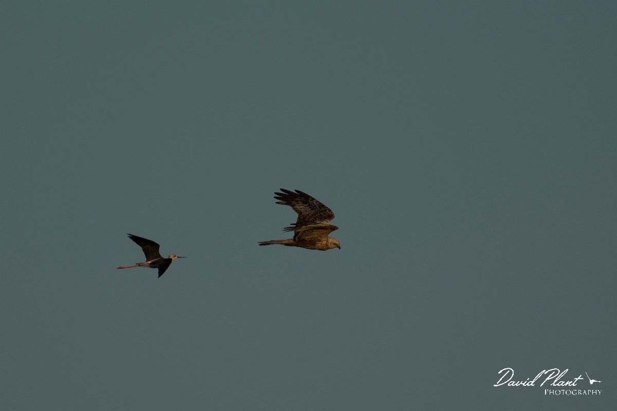 DPPhotography - Mallorca - Marsh harrier - H.jpg - Marsh harrier - s'Albufera, Mallorca