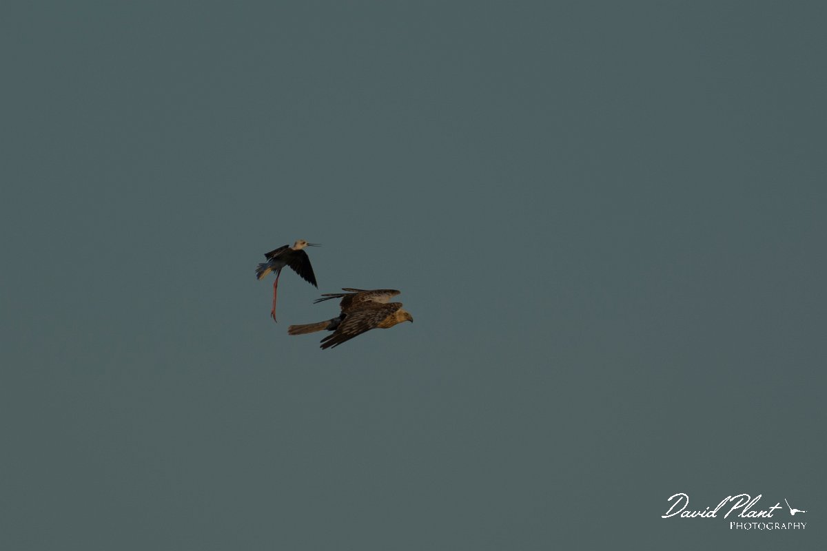DPPhotography - Mallorca - Marsh harrier - I.jpg - Marsh harrier - s'Albufera, Mallorca