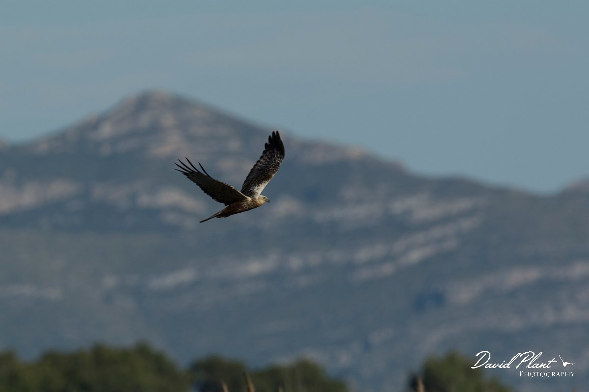DPPhotography - Mallorca - Marsh harrier - K.jpg - Marsh harrier - s'Albufera, Mallorca