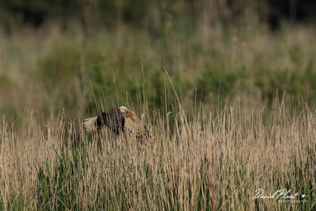 DPPhotography - Mallorca - Marsh harrier - O.jpg - Marsh harrier - s'Albufera, Mallorca