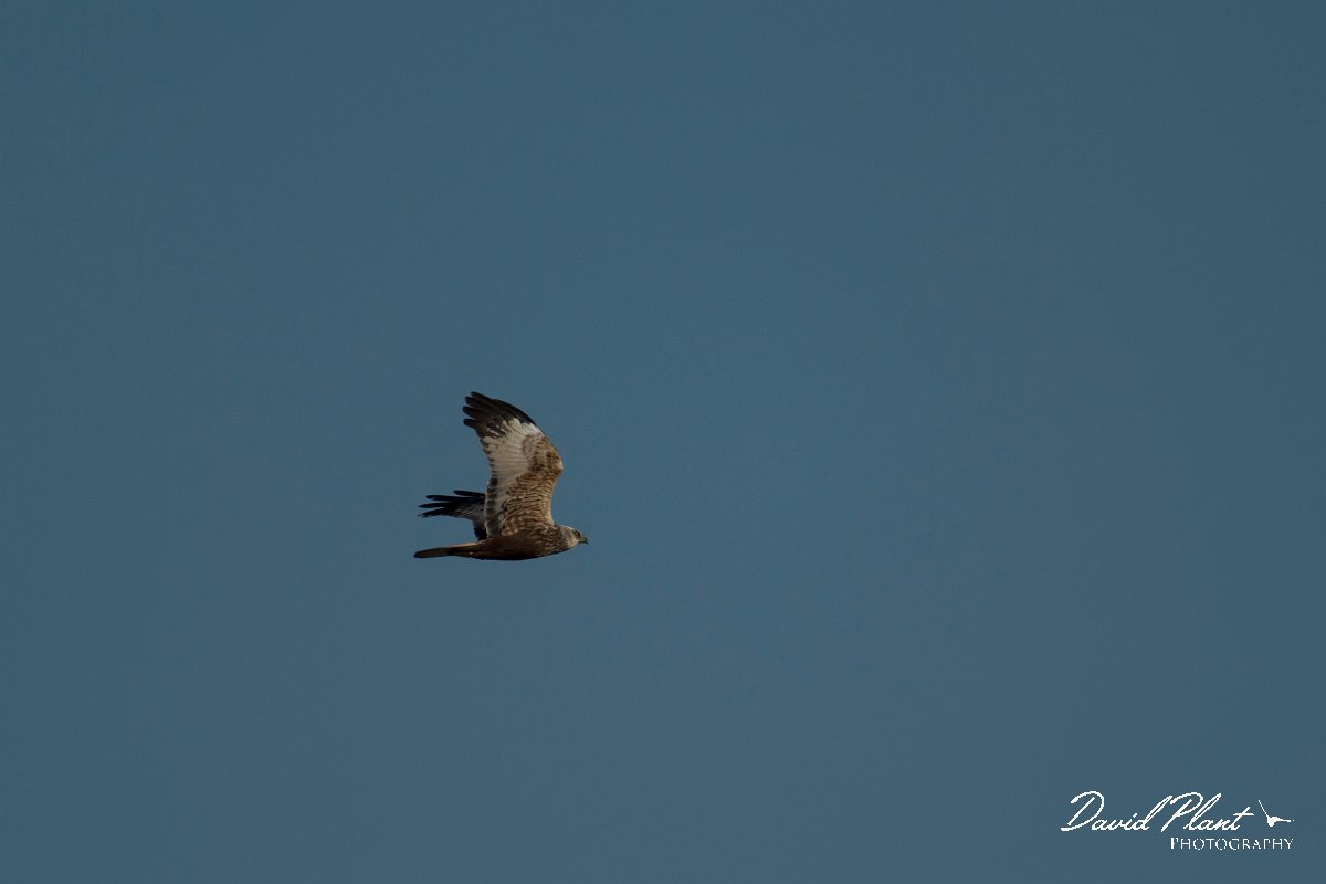 DPPhotography - Mallorca - Marsh harrier - Q.jpg - Marsh harrier - s'Albufera, Mallorca