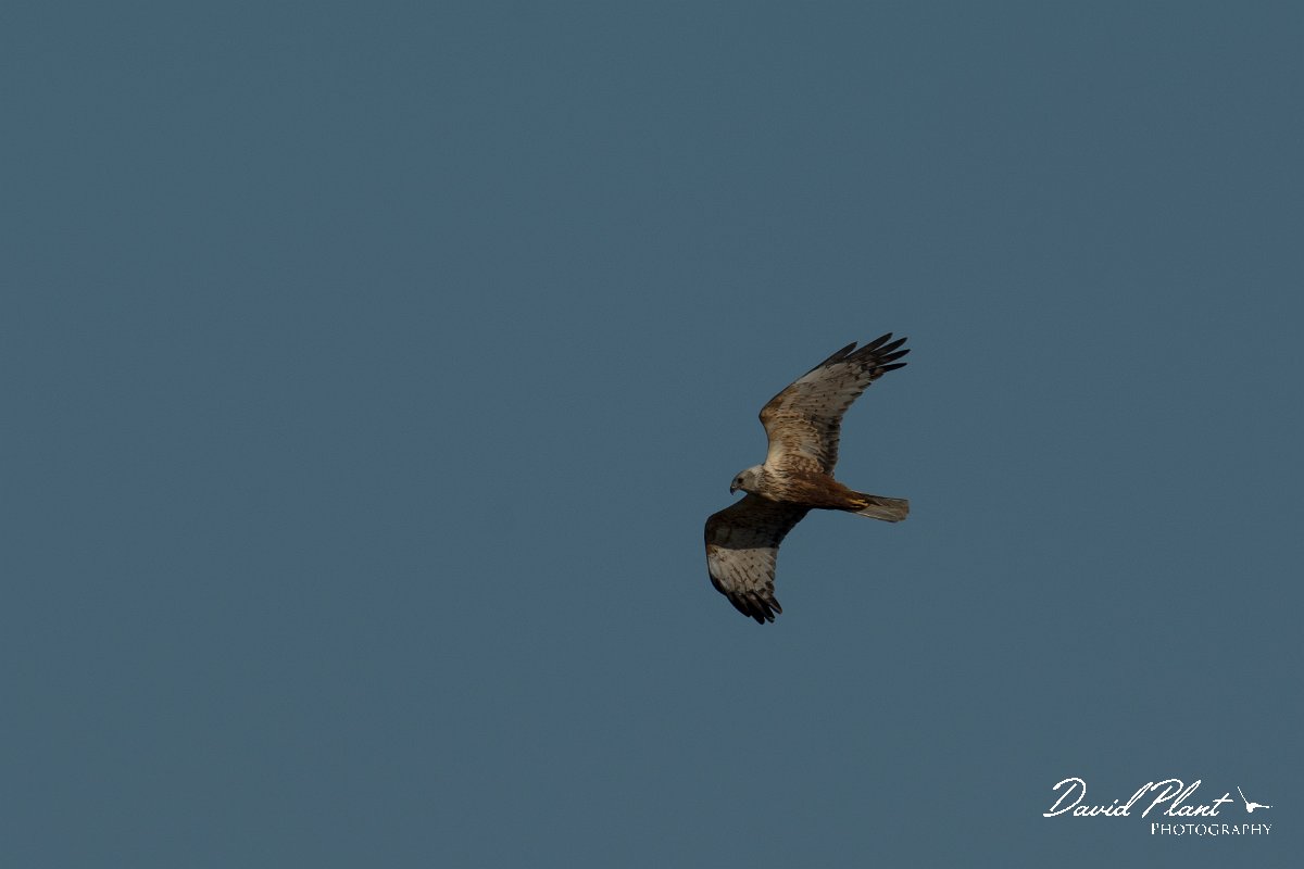 DPPhotography - Mallorca - Marsh harrier - T.jpg - Marsh harrier - s'Albufera, Mallorca