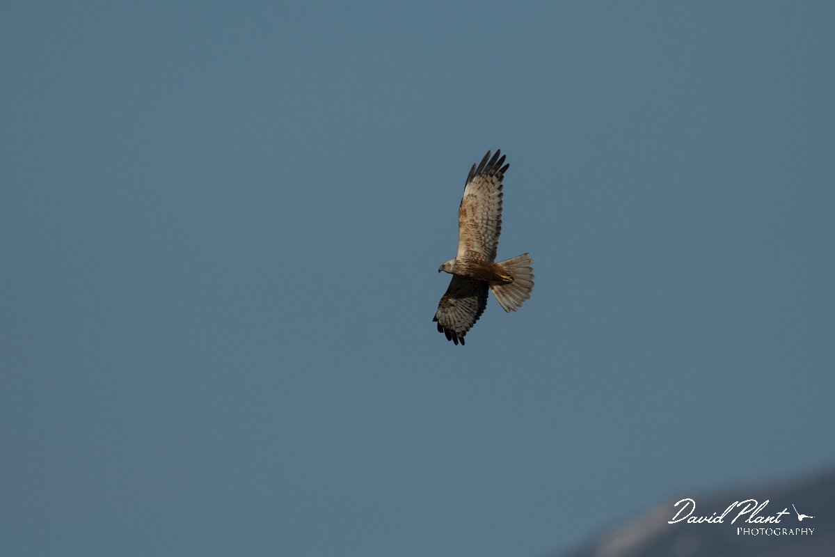 DPPhotography - Mallorca - Marsh harrier - U.jpg - Marsh harrier - s'Albufera, Mallorca