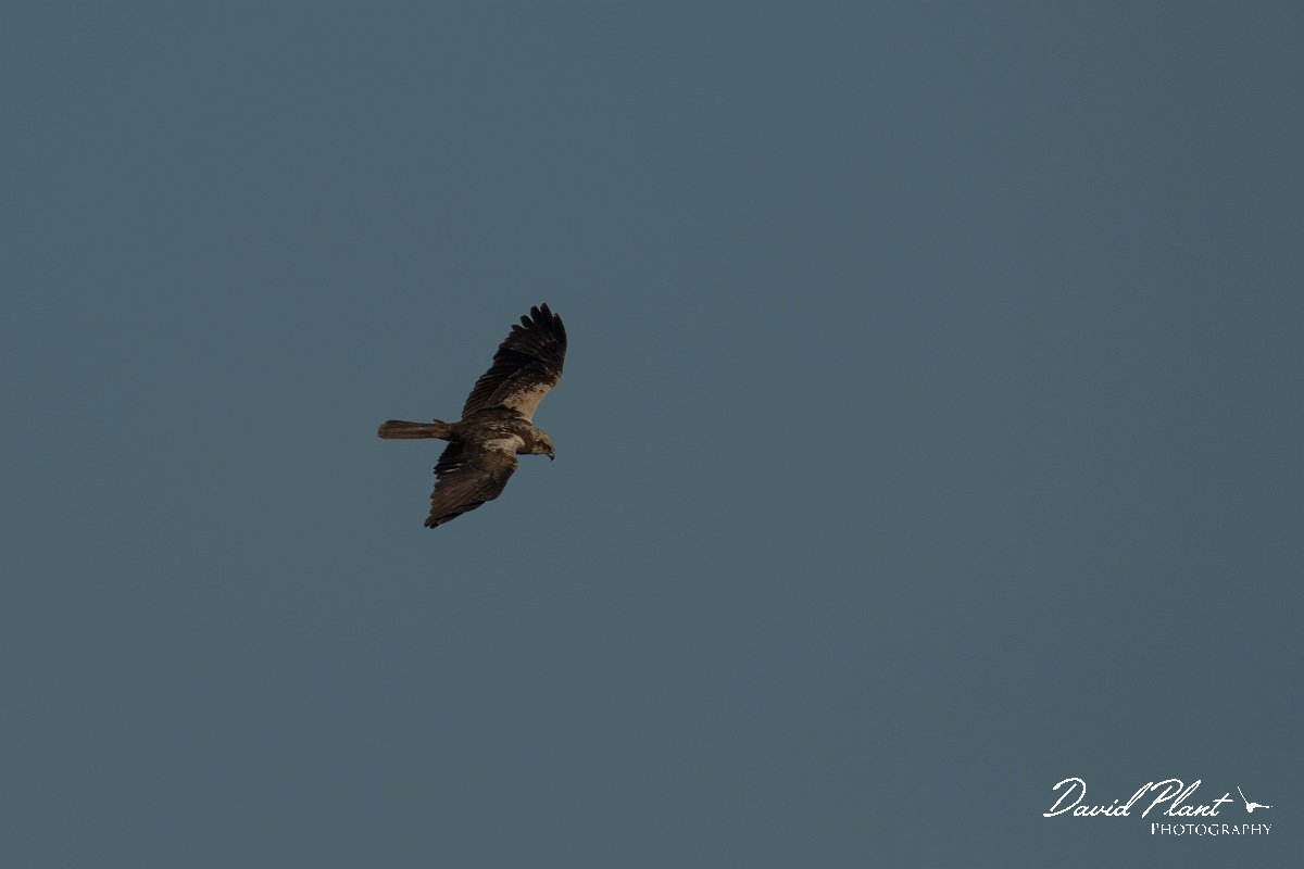 DPPhotography - Mallorca - Marsh harrier - W.jpg - Marsh harrier - s'Albufera, Mallorca