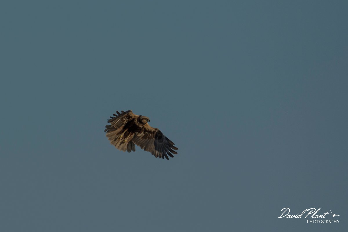 DPPhotography - Mallorca - Marsh harrier - X.jpg - Marsh harrier - s'Albufera, Mallorca