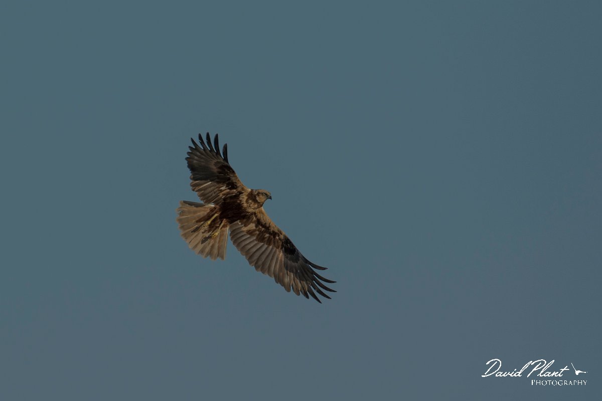 DPPhotography - Mallorca - Marsh harrier - Y.jpg - Marsh harrier - s'Albufera, Mallorca