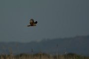 DPPhotography - Mallorca - Marsh harrier - A