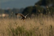 DPPhotography - Mallorca - Marsh harrier - E