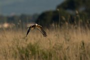 DPPhotography - Mallorca - Marsh harrier - F