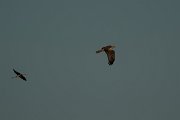DPPhotography - Mallorca - Marsh harrier - G