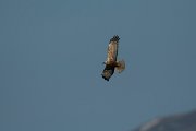 DPPhotography - Mallorca - Marsh harrier - U