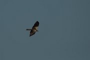 DPPhotography - Mallorca - Marsh harrier - W