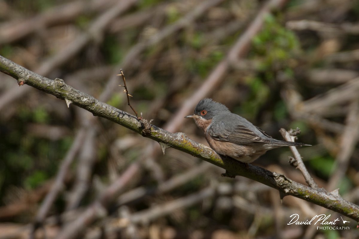 DPPhotography - Mallorca - Moltoni's warbler - D.jpg - Moltoni's warbler - Cuber Reservoir, Mallorca