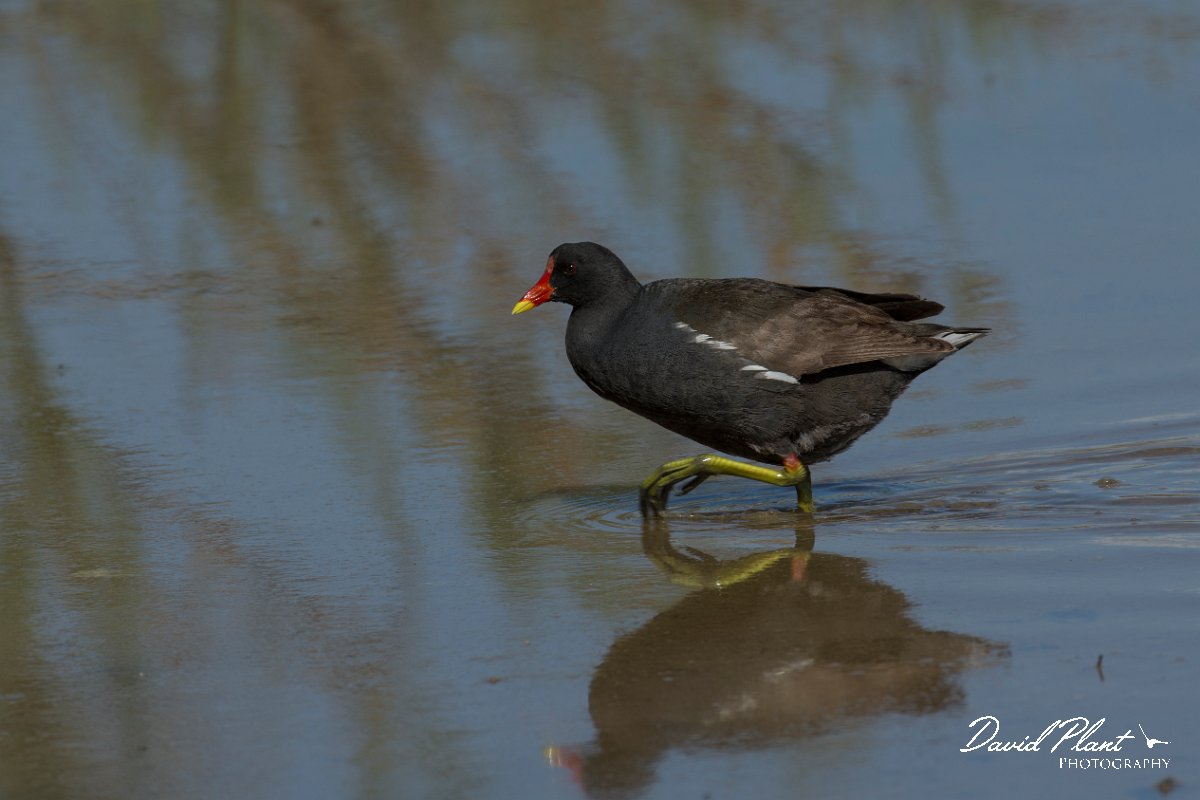 DPPhotography - Mallorca - Moorhen - E.jpg - Moorhen - s'Albufera, Mallorca