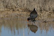 DPPhotography - Mallorca - Moorhen - A