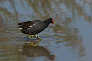 DPPhotography - Mallorca - Moorhen - C