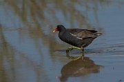 DPPhotography - Mallorca - Moorhen - E