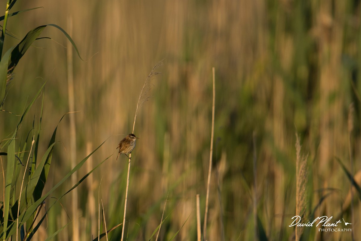 DPPhotography - Mallorca - Moustached warbler - A.jpg - Moustached warbler -  s'Albufera, Mallorca